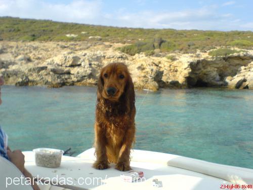 tony Erkek İngiliz Cocker Spaniel