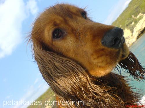 tony Erkek İngiliz Cocker Spaniel