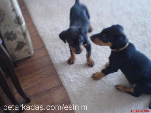 ares Erkek Doberman Pinscher