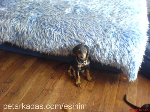 ares Erkek Doberman Pinscher