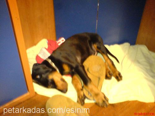 ares Erkek Doberman Pinscher