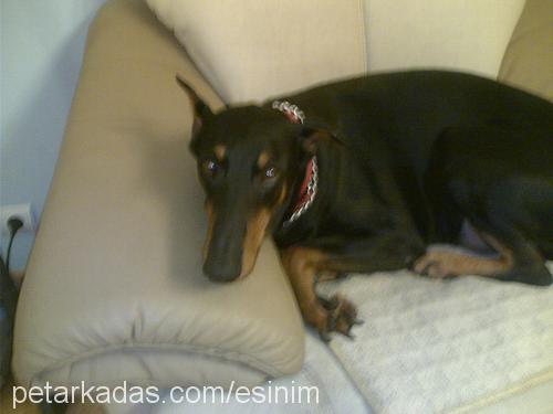 Hera Dişi Doberman Pinscher