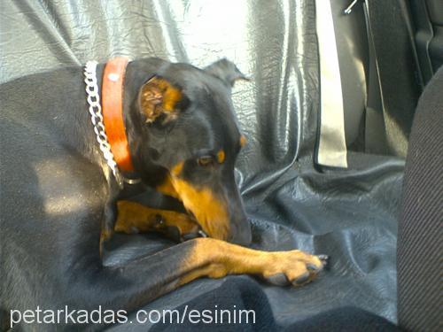 Hera Dişi Doberman Pinscher