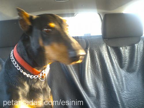 Hera Dişi Doberman Pinscher