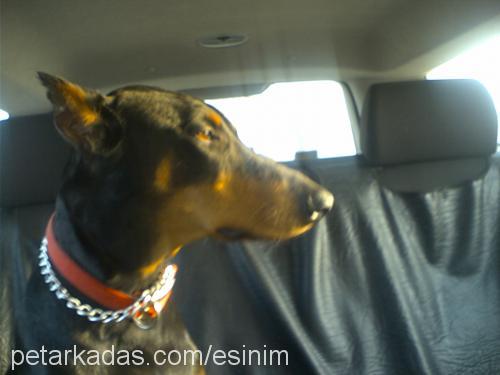 Hera Dişi Doberman Pinscher