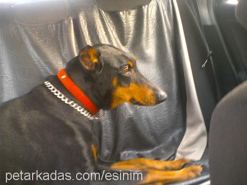 Hera Dişi Doberman Pinscher