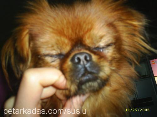 süslü Dişi Pekingese