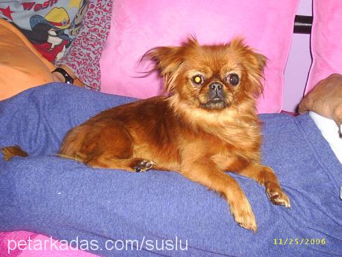 süslü Dişi Pekingese