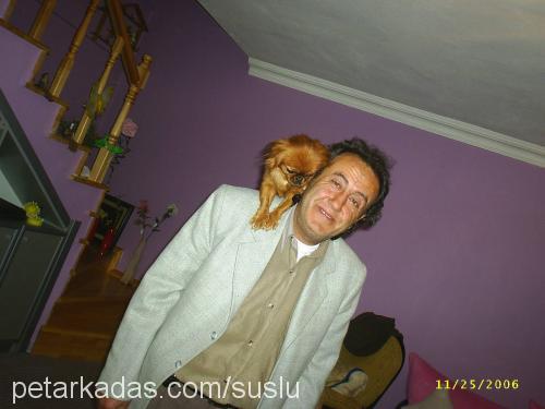 süslü Dişi Pekingese