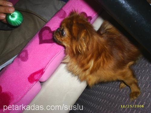 süslü Dişi Pekingese