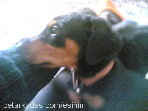 zeus Erkek Doberman Pinscher