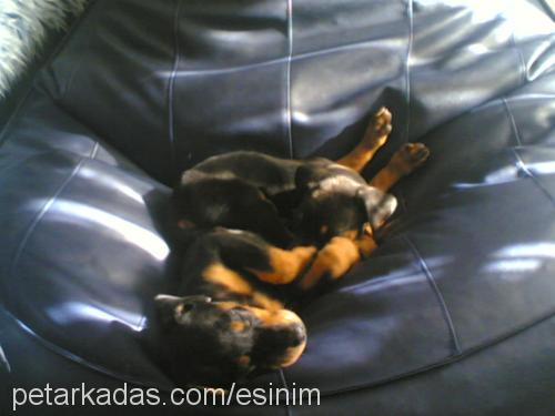 ares Erkek Doberman Pinscher