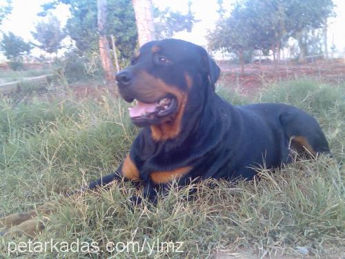 apachi Erkek Rottweiler