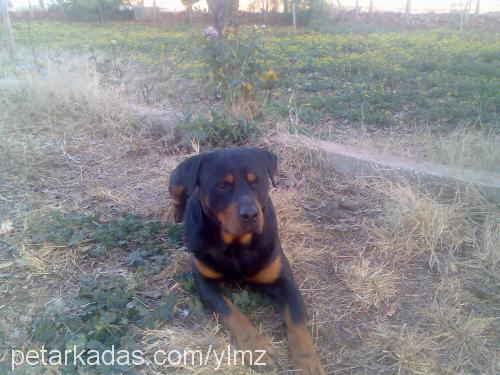 apachi Erkek Rottweiler