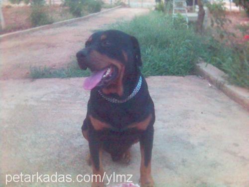 apachi Erkek Rottweiler