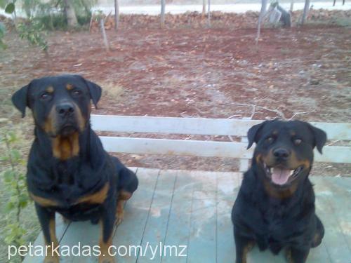 apachi Erkek Rottweiler