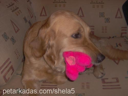 shela Dişi Golden Retriever