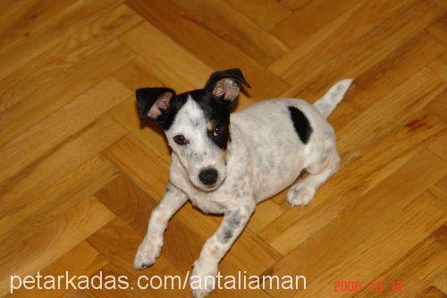 jacki Dişi Jack Russell Terrier