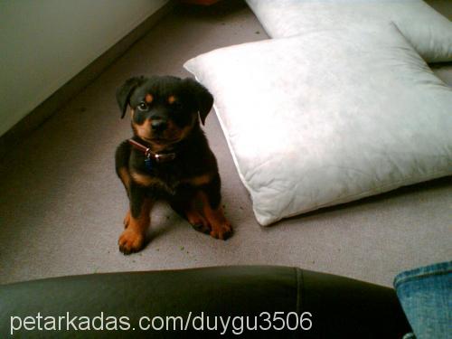 çınar Dişi Rottweiler