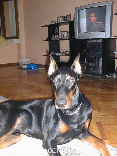 Buddy Erkek Doberman Pinscher