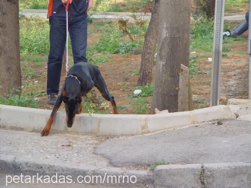 Buddy Erkek Doberman Pinscher