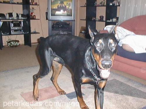 Buddy Erkek Doberman Pinscher