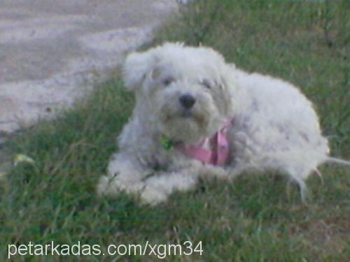 şila Dişi West Highland White Terrier