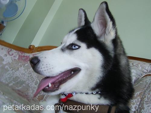 punky Dişi Sibirya Kurdu (Husky)