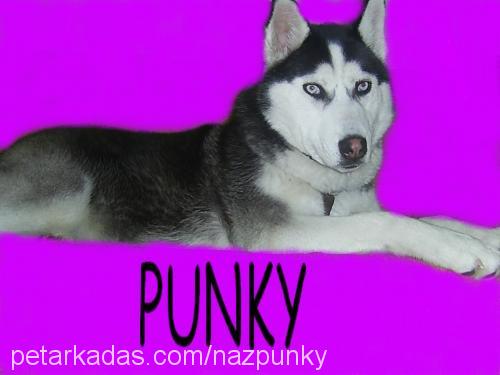 punky Dişi Sibirya Kurdu (Husky)