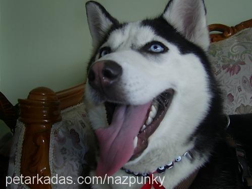 punky Dişi Sibirya Kurdu (Husky)