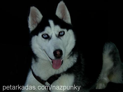 punky Dişi Sibirya Kurdu (Husky)