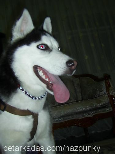 punky Dişi Sibirya Kurdu (Husky)