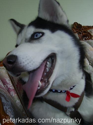 punky Dişi Sibirya Kurdu (Husky)