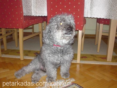 kadife Erkek Poodle (Standart Kaniş)