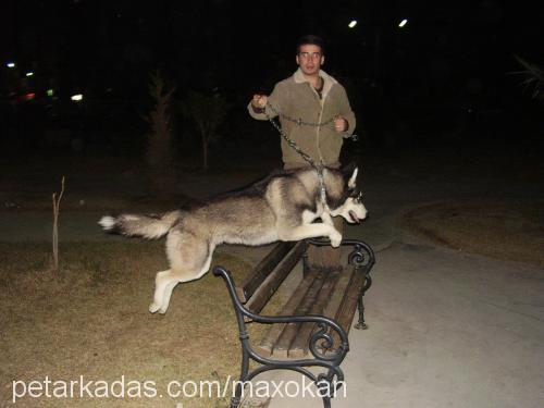 maxımus Erkek Sibirya Kurdu (Husky)