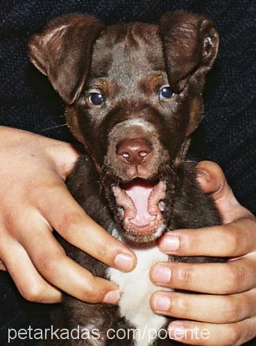 coffea Erkek Labrador Retriever