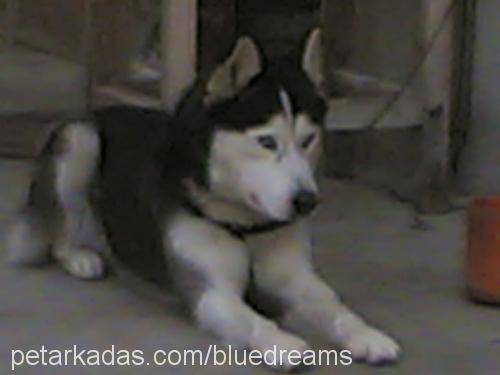 rex Erkek Sibirya Kurdu (Husky)