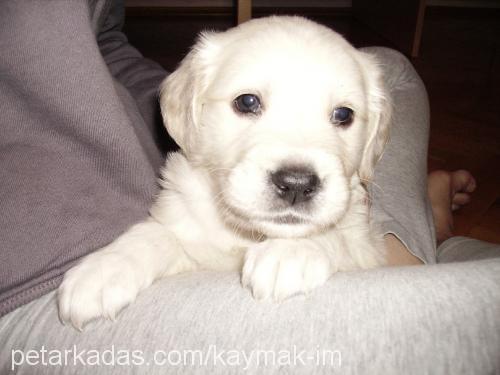 kaymak Erkek Golden Retriever