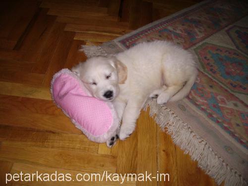 kaymak Erkek Golden Retriever