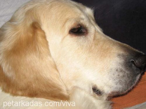 viva Dişi Golden Retriever