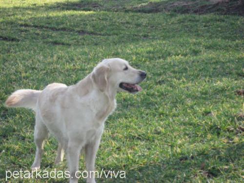 viva Dişi Golden Retriever