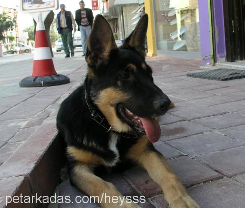 keş Erkek Alman Çoban Köpeği