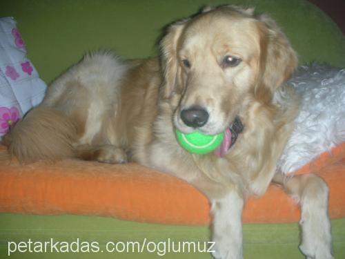 goldie Erkek Golden Retriever