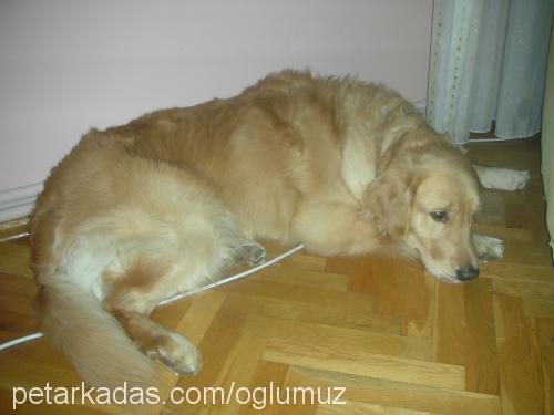 goldie Erkek Golden Retriever