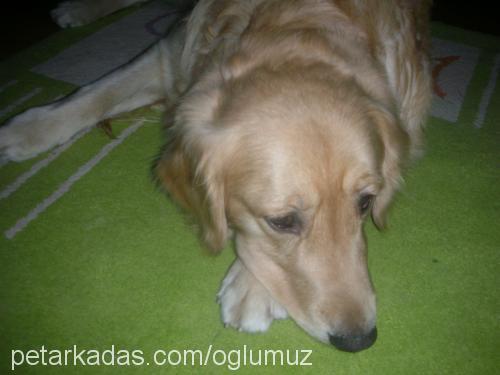 goldie Erkek Golden Retriever