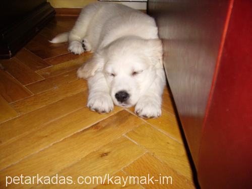 kaymak Erkek Golden Retriever