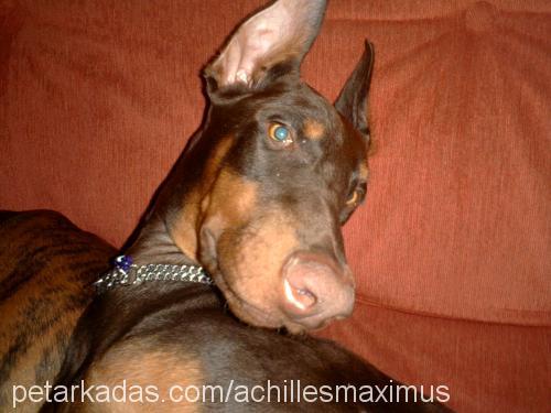 Maximus Erkek Doberman Pinscher