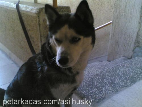 ASİL Dişi Sibirya Kurdu (Husky)