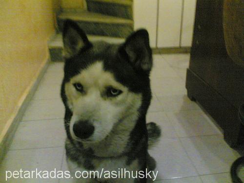 ASİL Dişi Sibirya Kurdu (Husky)