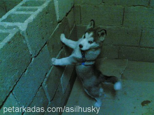 ASİL Dişi Sibirya Kurdu (Husky)